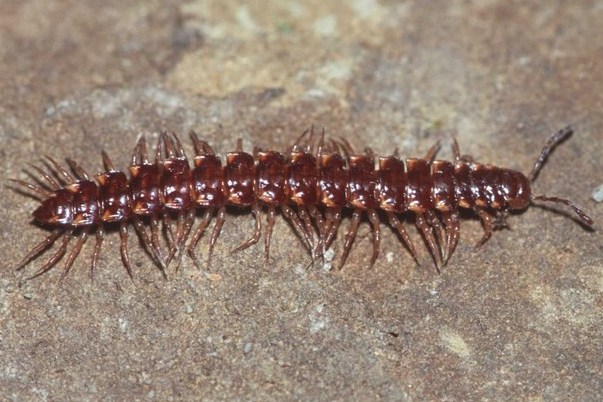 Nearctodesmus insulanus columbia county oregon