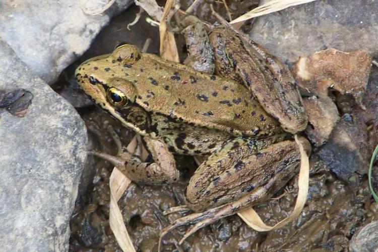 northern red-legged frog columbia county oregon