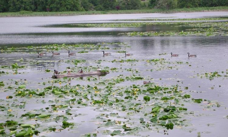 Vernonia Lake columbia County oregon