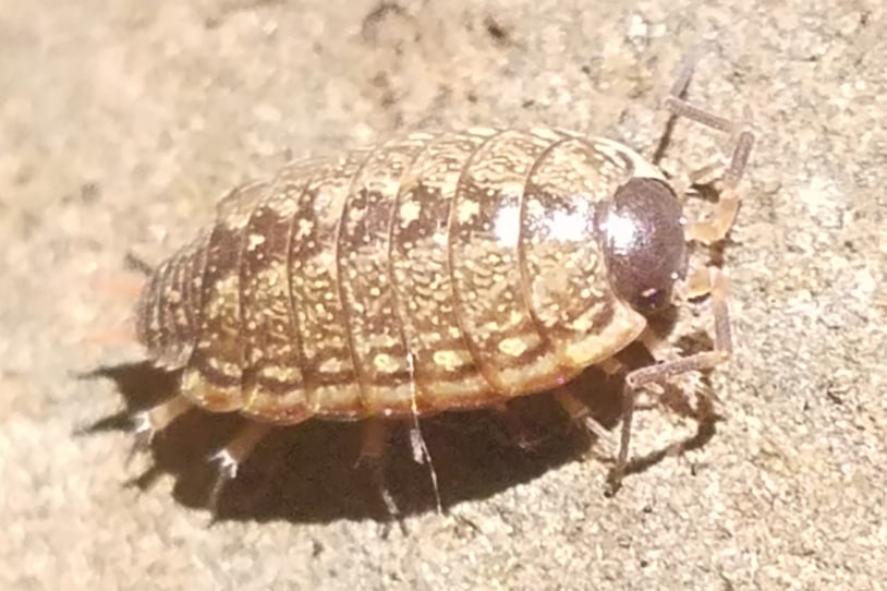common striped woodlouse columbia county oregon