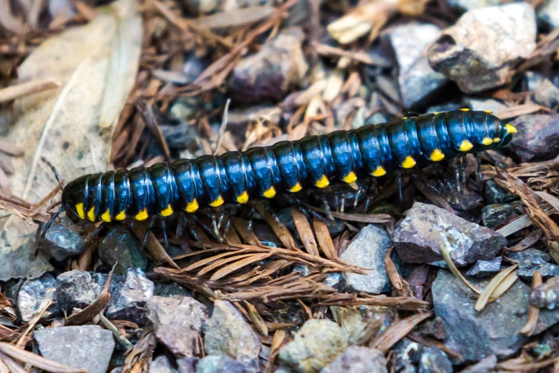 yellow-spotted millipede columbia county oregon