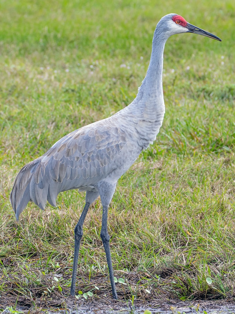 sandhill crane columbia county oregon
