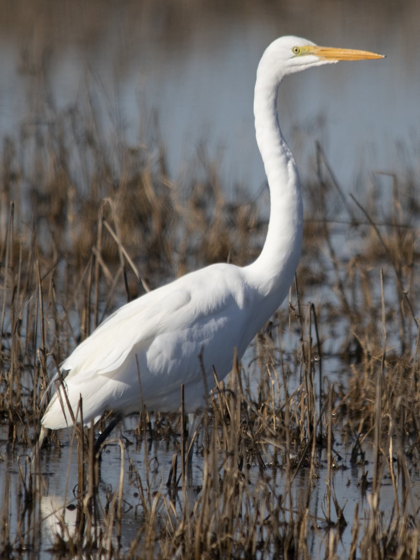 great egret columbia county oregon