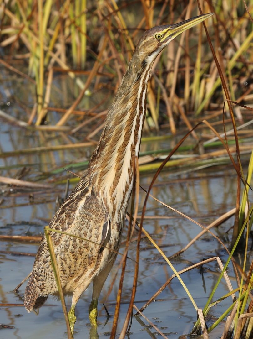 american bittern columbia county oregon
