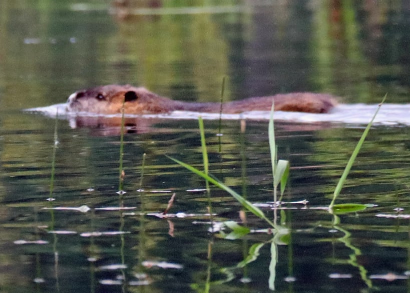 American Beaver