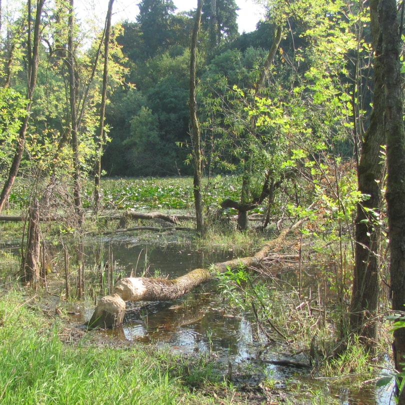 dalton lake nature preserve st. helens columbia city bike trail oregon