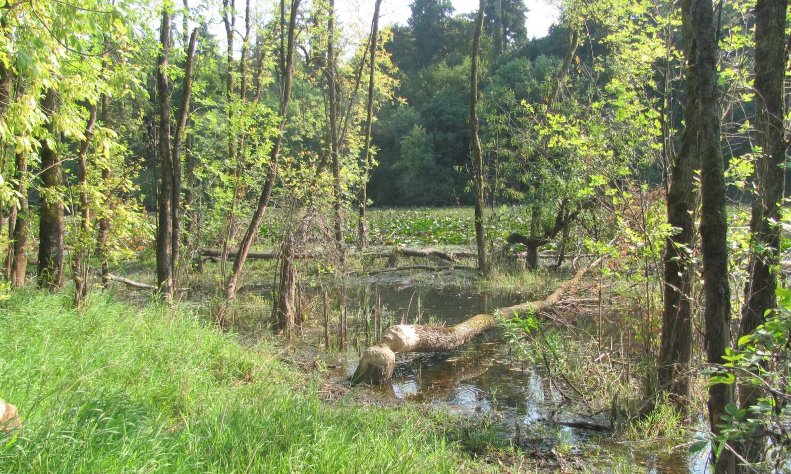 Dalton Lake st. helens oregon columbia county