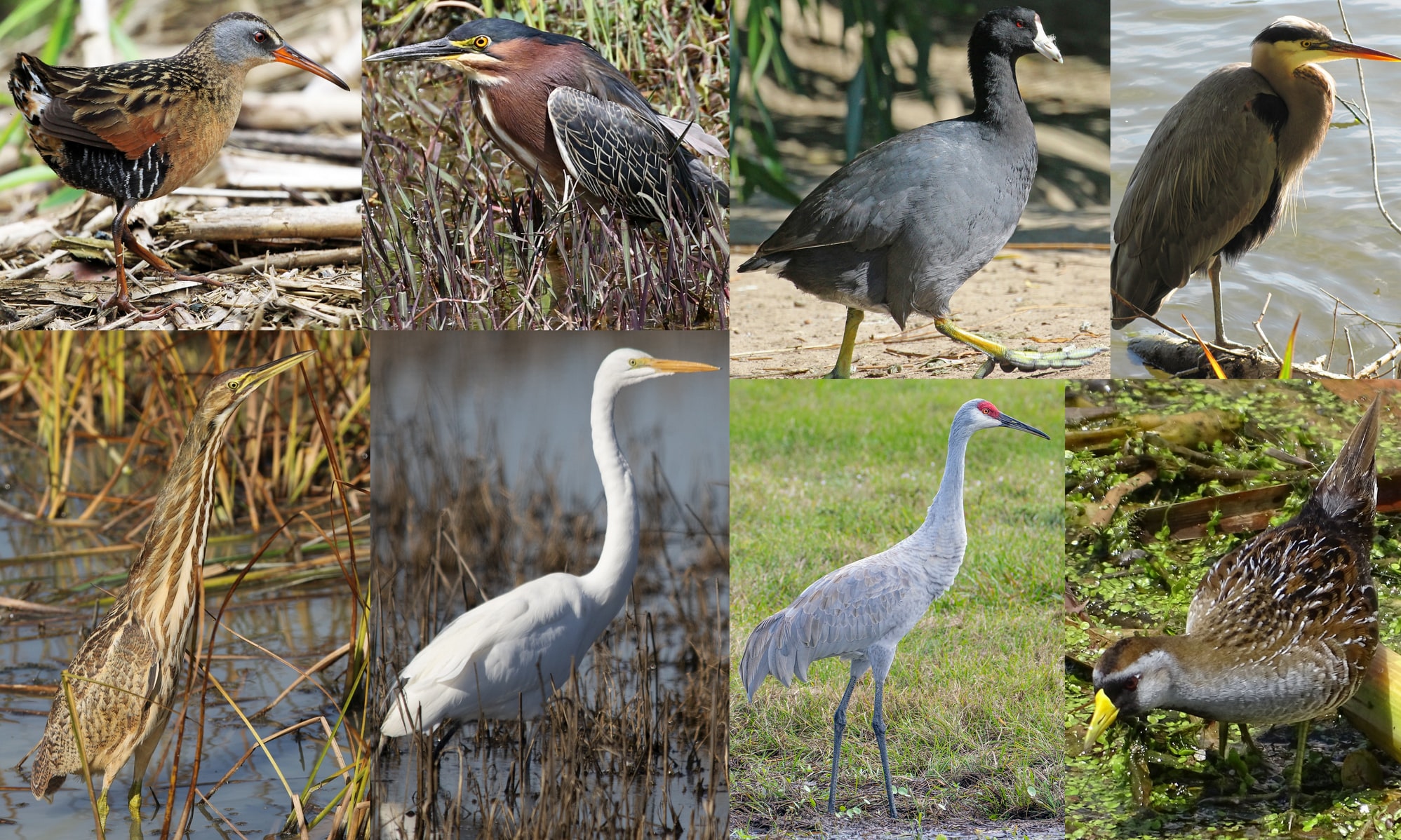 wading birds herons egrets cranes rails coots of columbia county oregon