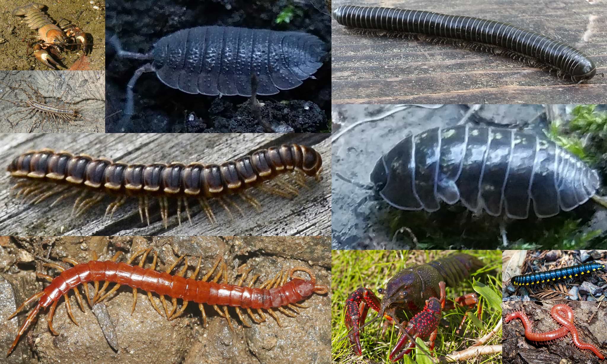 crustaceans woodlice millipedes centipedes crayfish oregon columbia county