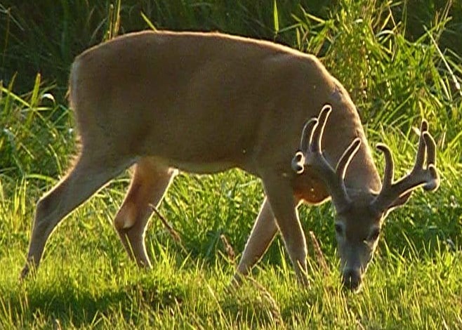 columbian white-tailed deer columbia county oregon