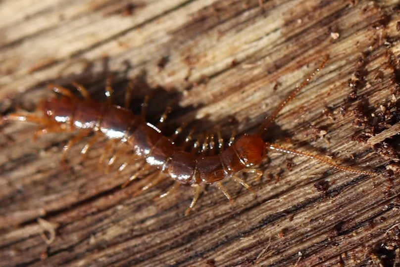brown centipede common stone centipede oregon columbia county