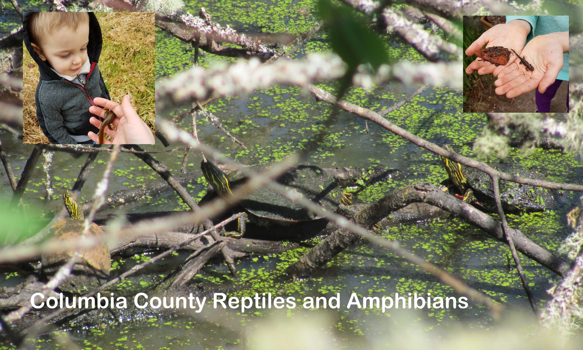 Columbia County Reptiles and Amphibians oregon