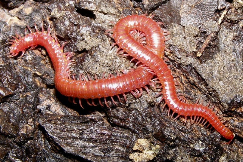 Crimson Soil Centipede Strigamia epileptica columbia county oregon