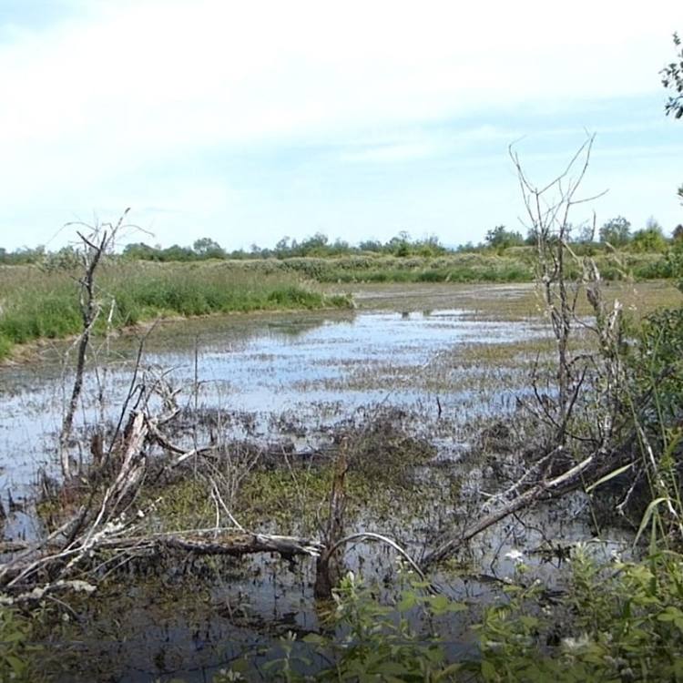 crown z cz trail scappoose chapman landing oregon