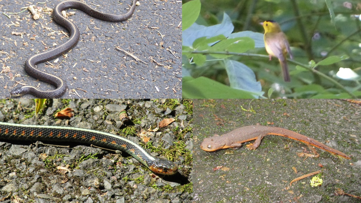 dalton lake wildlife st. helens columbia city bike trail oregon