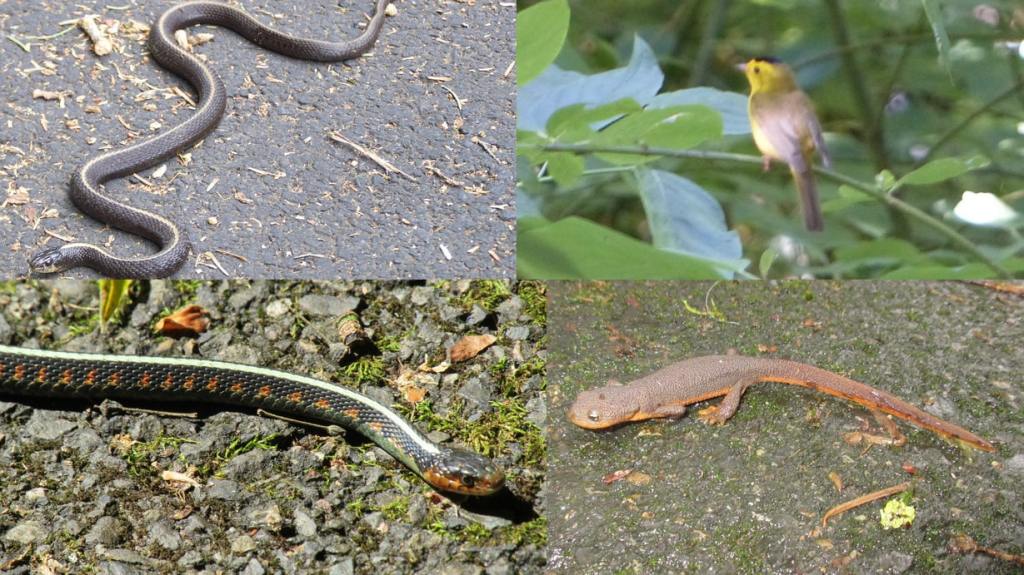 dalton lake wildlife st. helens columbia city bike trail oregon
