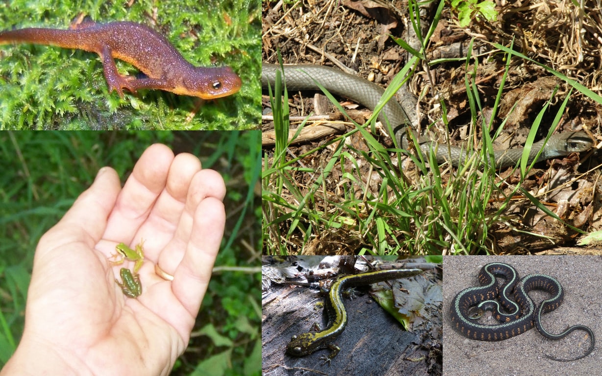 dalton lake st. helens columbia city bike trail oregon