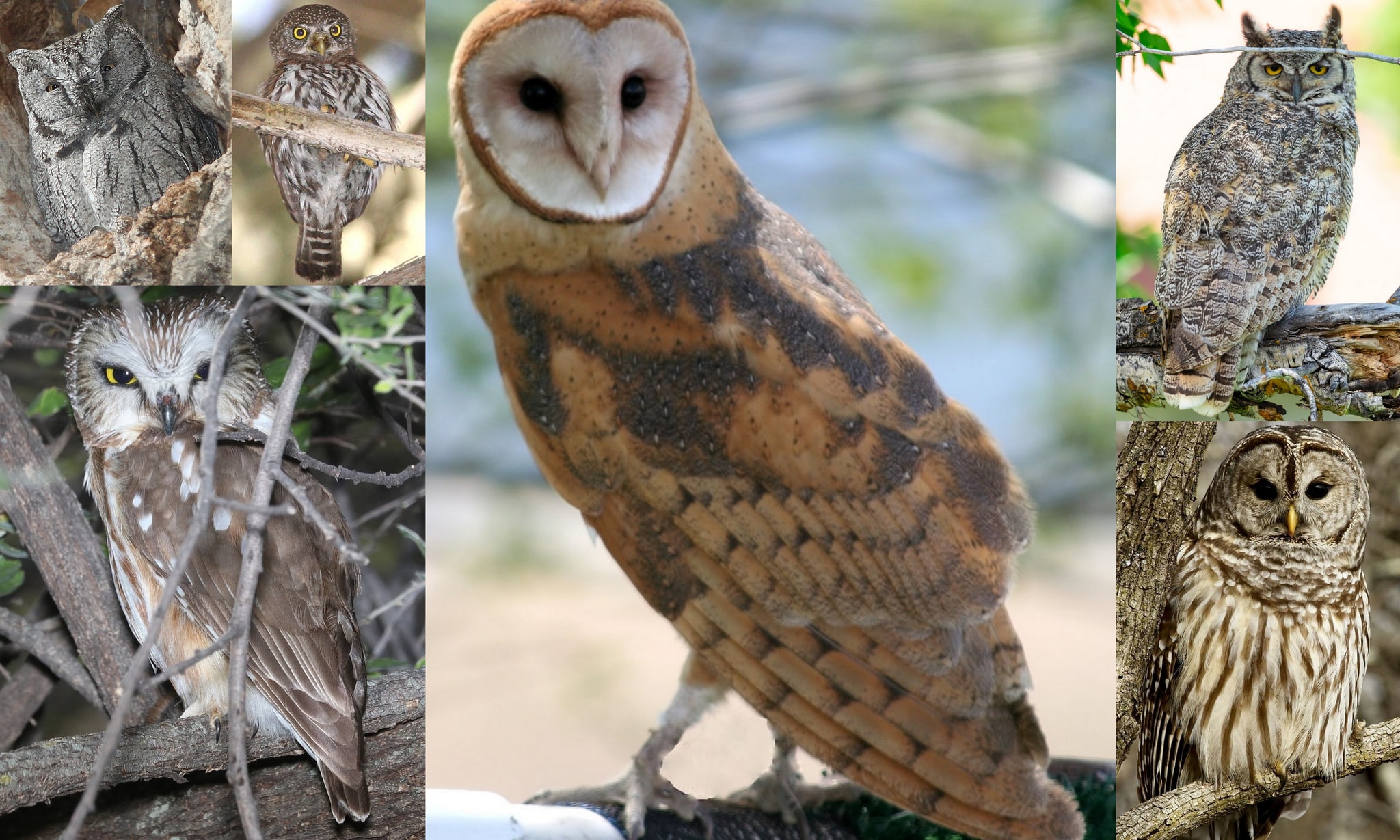 owls of northwest oregon columbia county