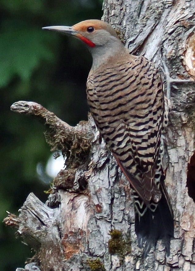 Northern Flicker