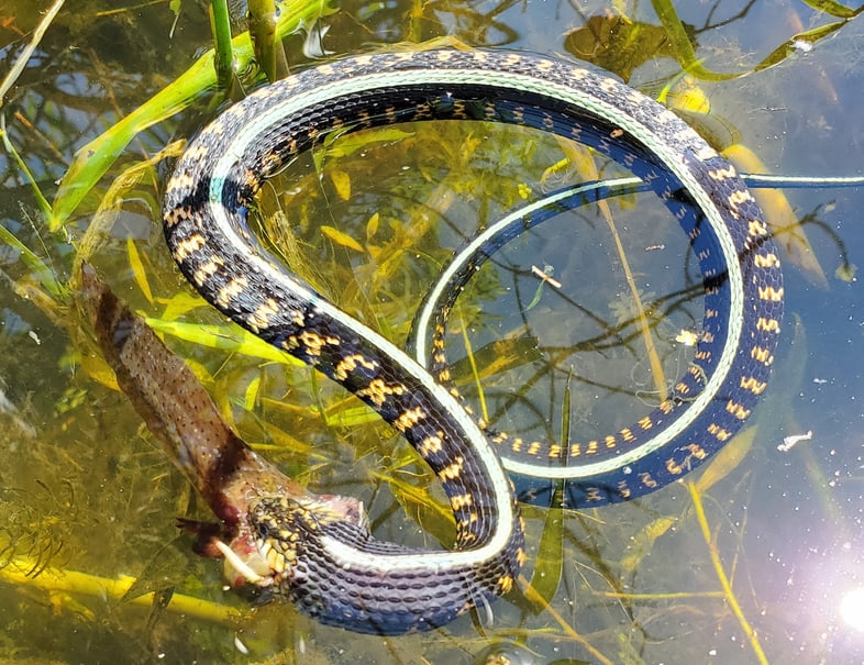 Red-spotted Garter Snake