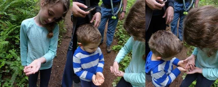 salamander at gnat creek trail oregon