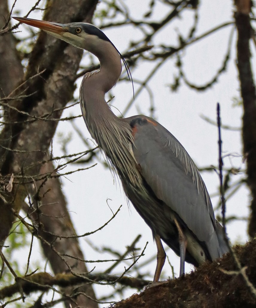 Great Blue Heron