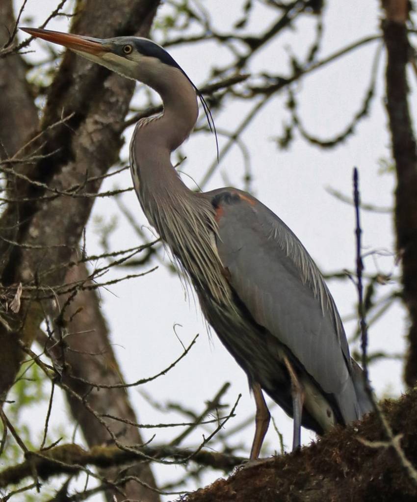 Great Blue Heron
