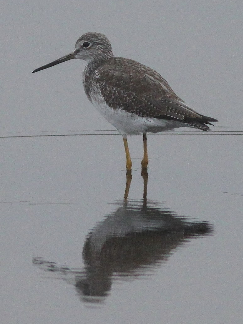 Greater Yellowlegs shorebirds of columbia county oregon