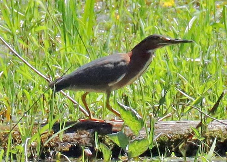 Green Heron