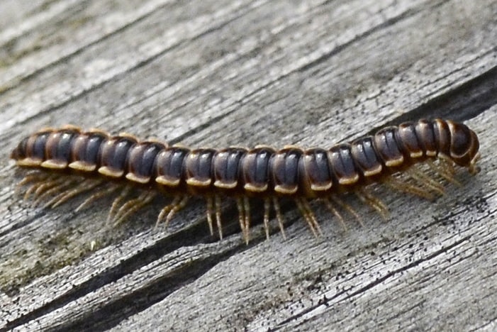 greenhouse millipede japan oregon columbia county