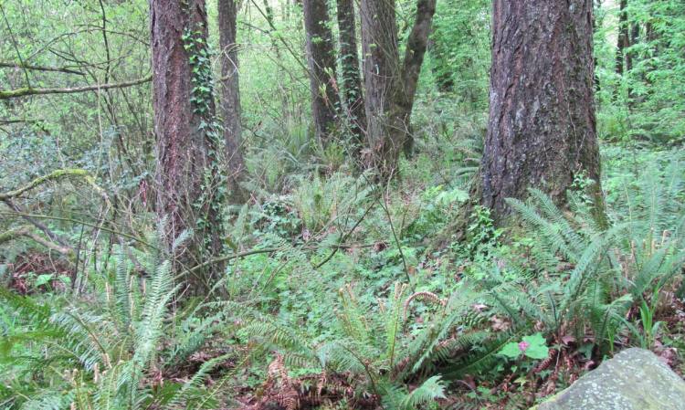 Columbia Botanical Gardens Nature Trail St. Helens Oregon