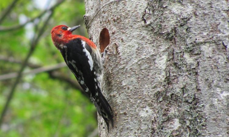 red-breasted sapsucker mccormick park st. helens oregon columbia county
