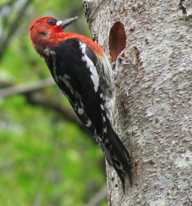 columbia county oregon bird guide Red-breasted Sapsucker Sphyrapicus ruber