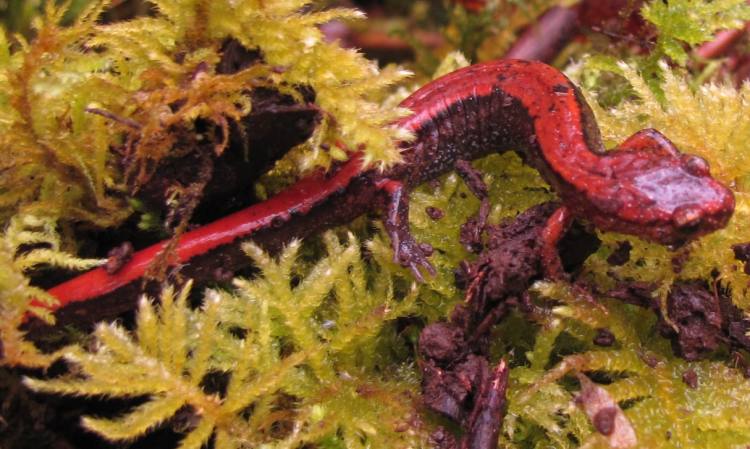 western red-backed salamander Columbia Botanical Gardens Nature Trail St. Helens Oregon