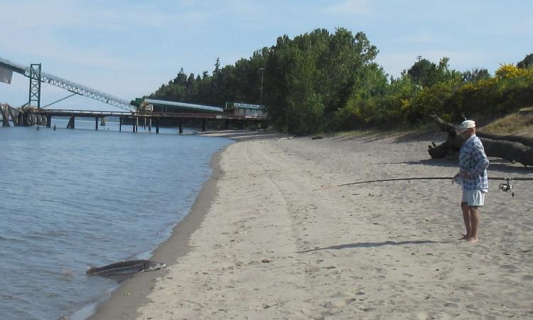 trestle beach white sturgeon fisherman columbia county city oregon