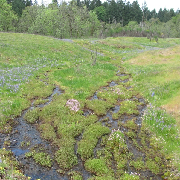 liberty hill camas bluff columbia county oregon