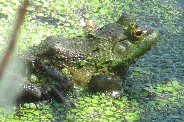american bullfrog columbia county oregon