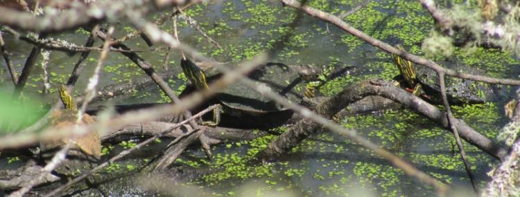 western painted turtle cz trail chapman landing scappoose oregon