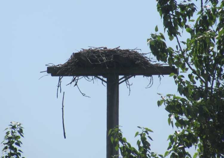 osprey nest baby chapman landing scappoose cz trail