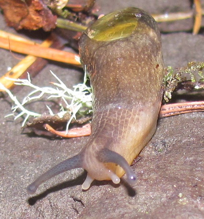 columbia county oregon mollusk guide Dromedary Jumping-Slug Hemphillia dromedarius