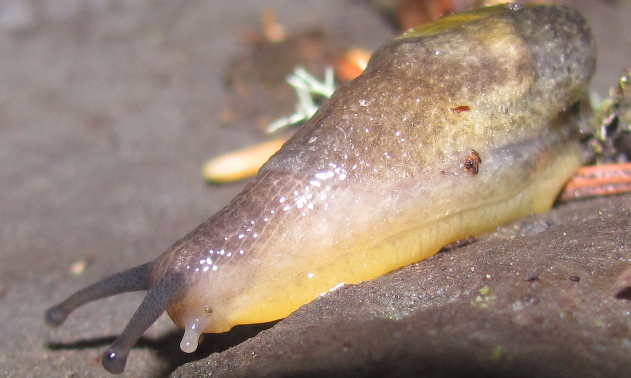 Dromedary Jumping Slug Beaver Creek Falls columbia county oregon