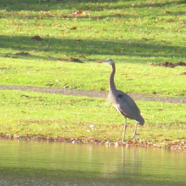 trojan park nuclear power plant great blue heron rainier oregon
