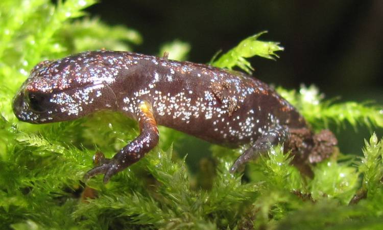 Oregon Ensatina Columbia Botanical Gardens Nature Trail St. Helens Oregon