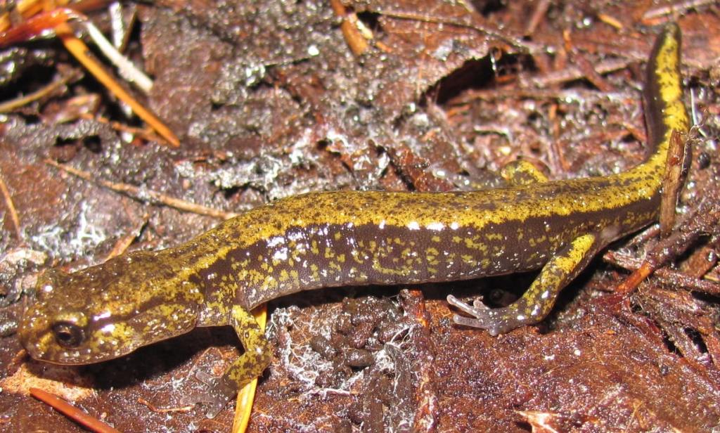 Dunn's Salamander Beaver Creek Falls columbia county oregon