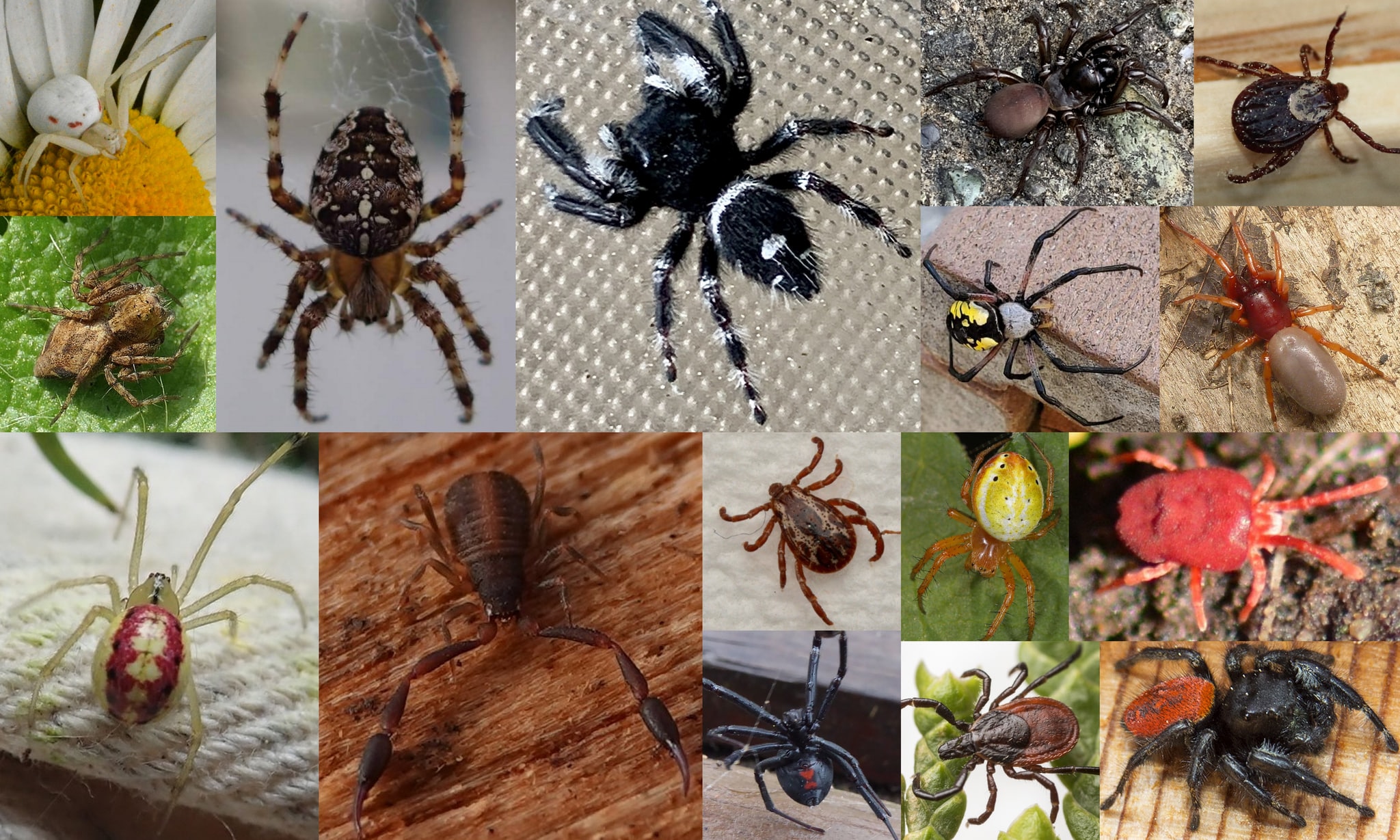 arachnids spiders of columbia county oregon