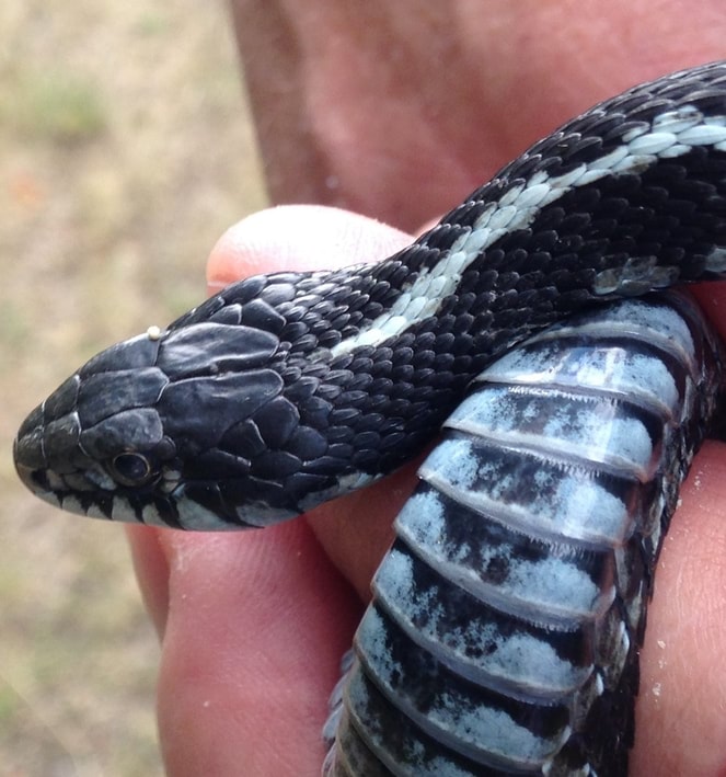 reptiles of columbia county oregon guide western terrestrial garter snake
