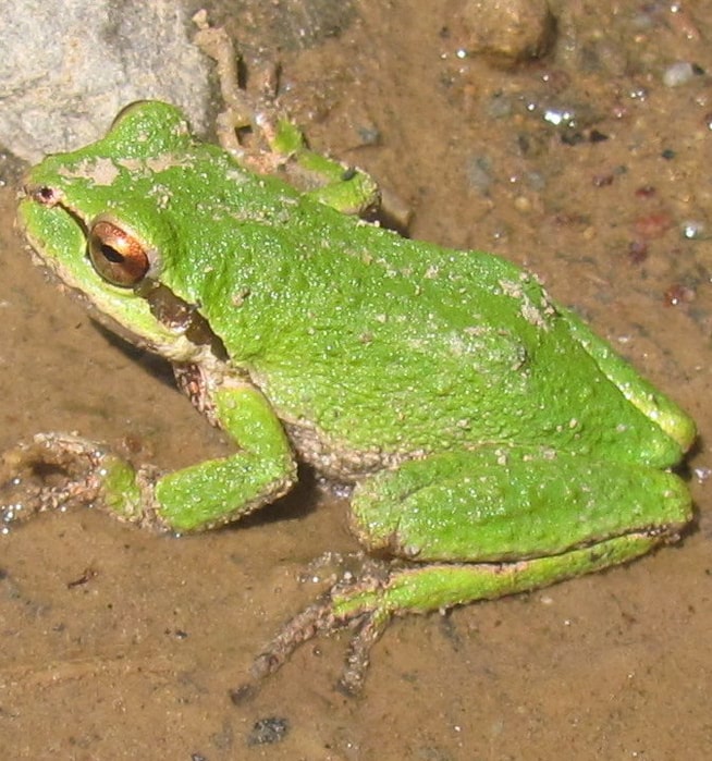 amphibians of columbia county oregon guide pacific treefrog