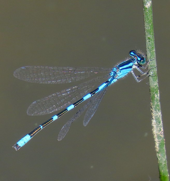 insects of columbia county oregon guide dragonfly