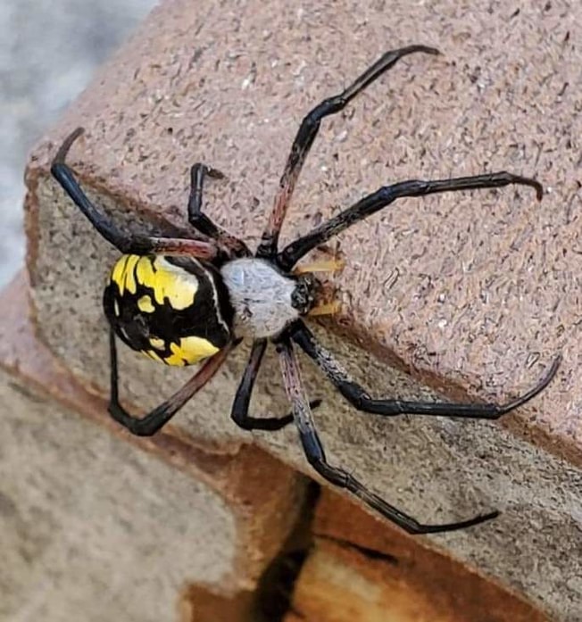 columbia county oregon arachnid guide Yellow Garden Spider Argiope aurantia