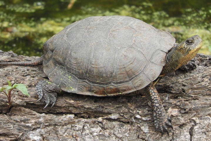 western pond turtle columbia county oregon
